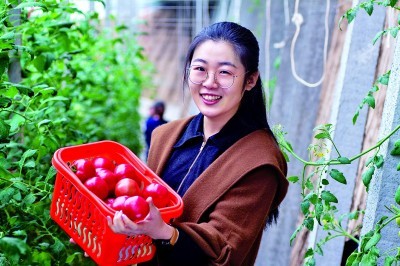 游客在逄王一村的大棚中采摘西红柿。资料图片