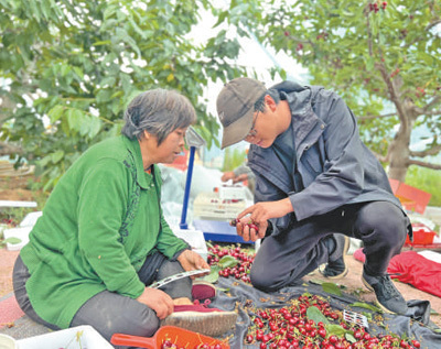 姜利红（右）帮村民挑选樱桃