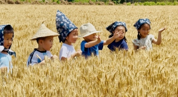 城发博闻火炬东第幼儿园“小麦食育”现场课