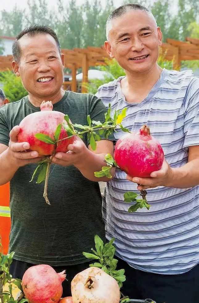 刘怀富（左）参加“石榴王”评选大赛.jpg